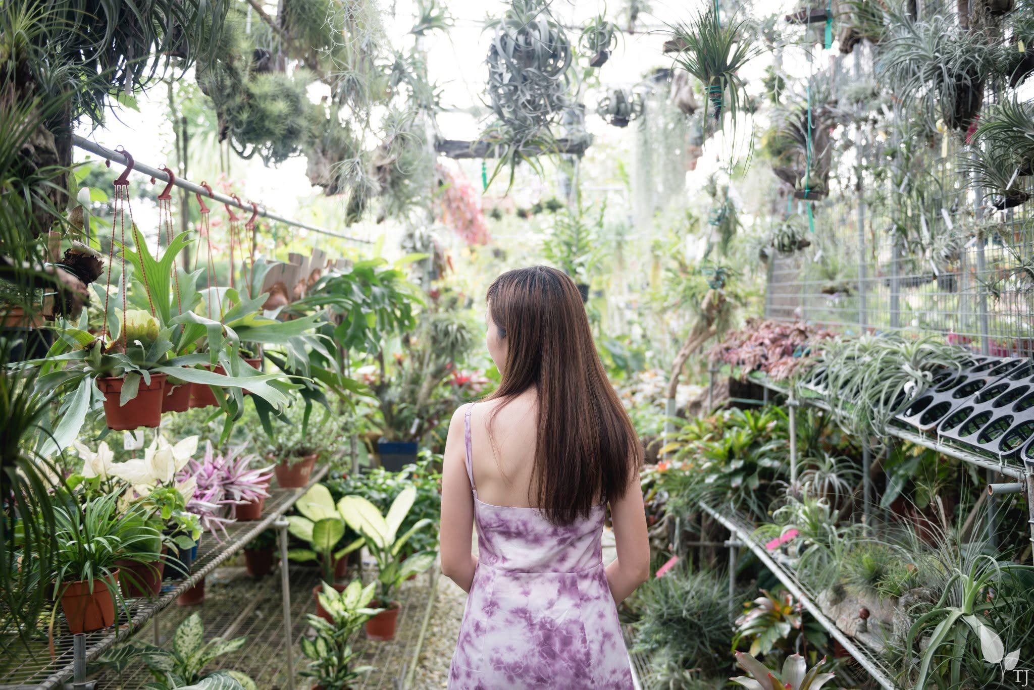 Different tropical plants growing in different types of growing media